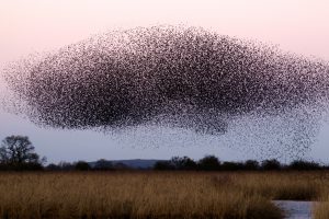 swarm 2020
